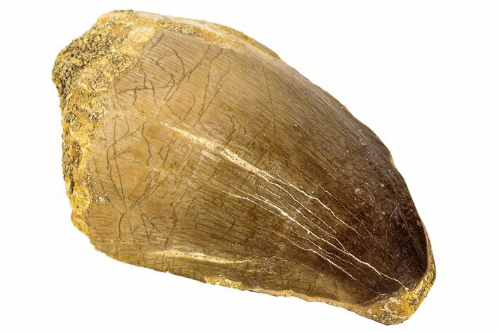 Fossil Mosasaur (Prognathodon) Tooth - Morocco #186514